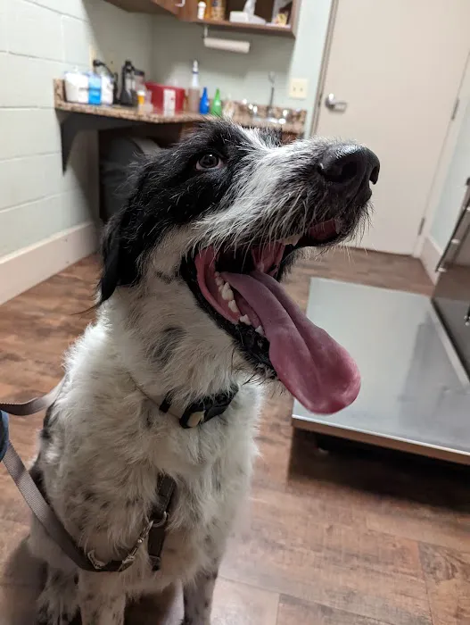 Dover Area Animal Hospital 12