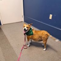 Compassion Animal Hospital LLC ico
