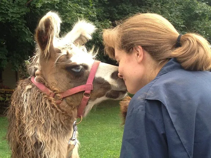 Compassion Animal Hospital LLC 12