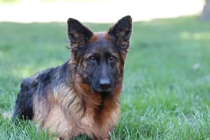 Compassion Animal Hospital LLC 12