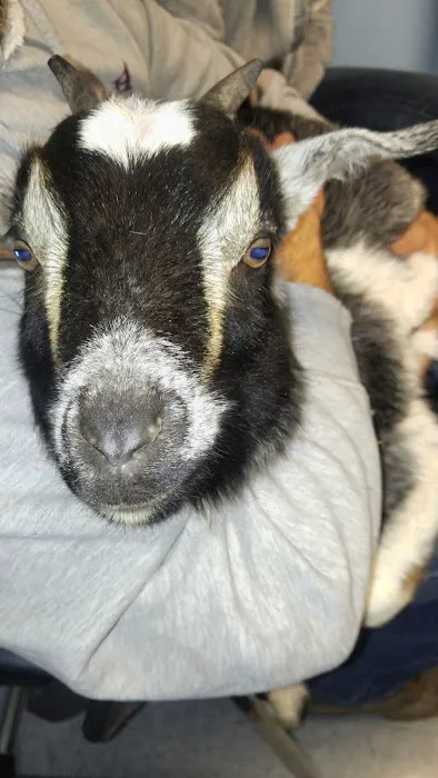 Compassion Animal Hospital LLC 12
