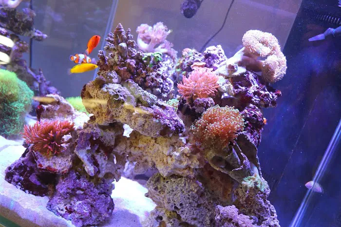 Aqua Pets 12