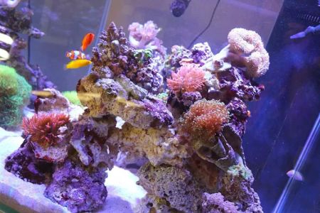 Aqua Pets