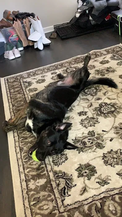 Petco 12