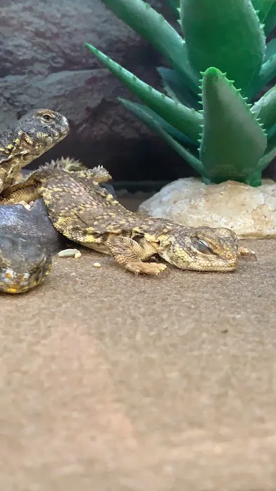 Petco 12