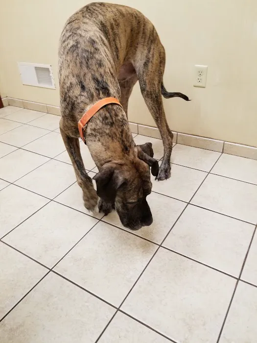 Holly Pike Animal Hospital: Julianne Nelson, DVM 12