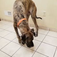 Holly Pike Animal Hospital: Julianne Nelson, DVM ico