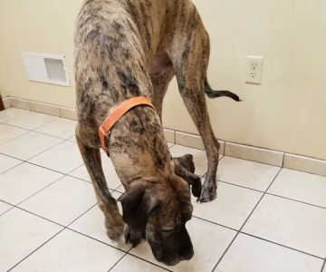 Holly Pike Animal Hospital: Julianne Nelson, DVM