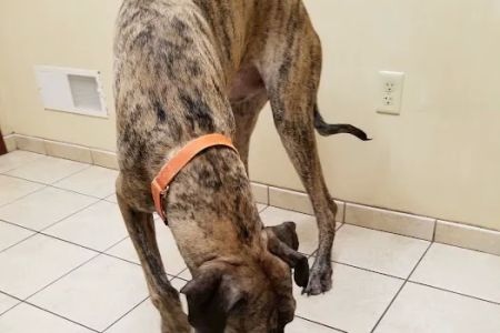 Holly Pike Animal Hospital: Julianne Nelson, DVM