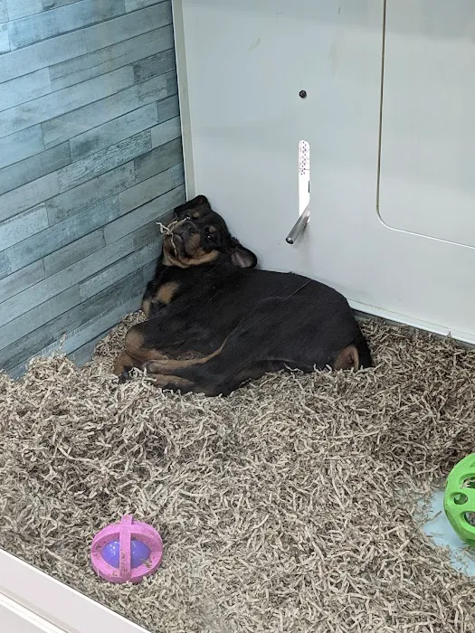 Pets R Us 12