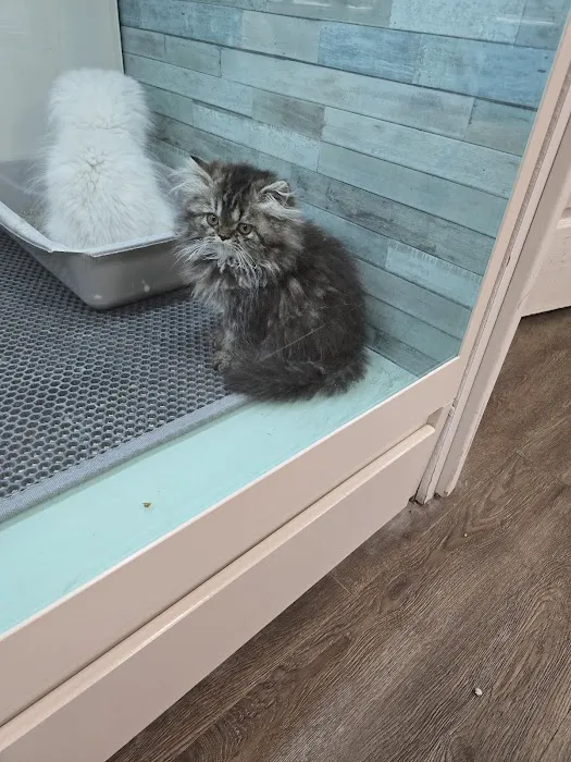 Pets R Us 12