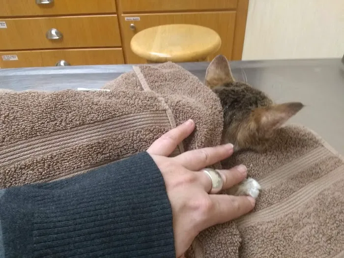 Holly Pike Animal Hospital 12