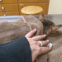 Holly Pike Animal Hospital ico
