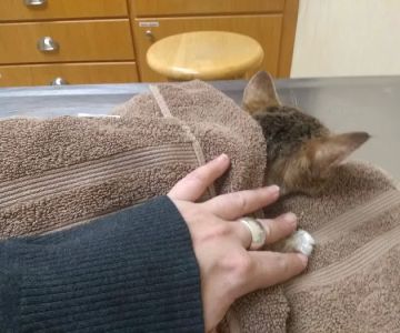 Holly Pike Animal Hospital