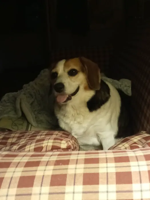 Holly Pike Animal Hospital, Dr. Billie Ritter, V.M.D 12