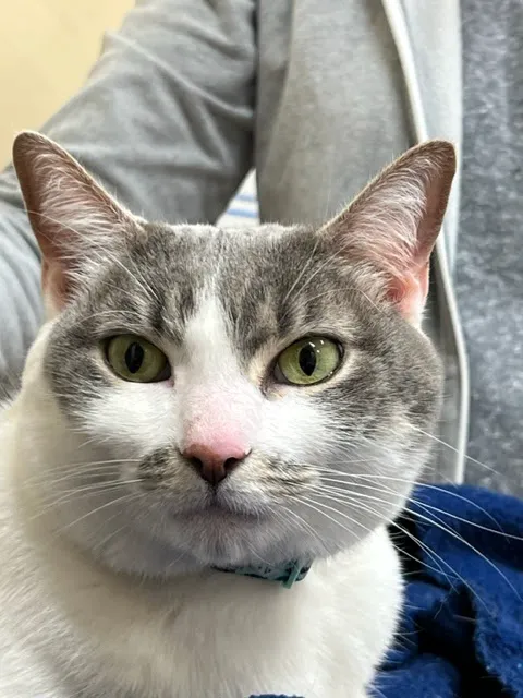Healing Paws Veterinary Care 12