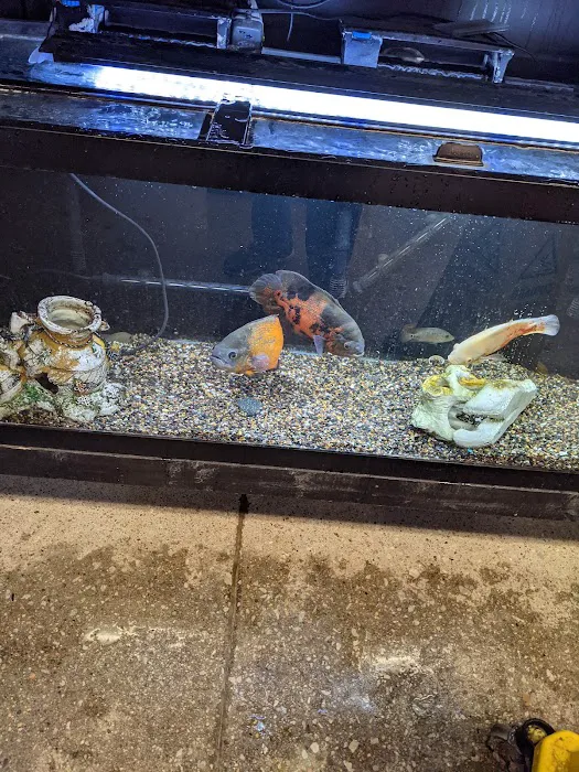Fish Freaks 12