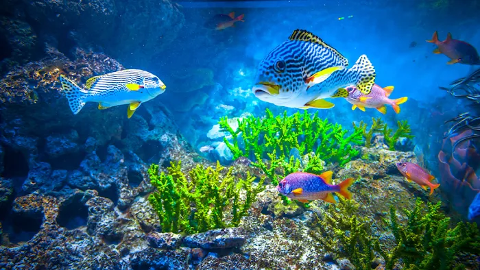 Fish Freaks 12