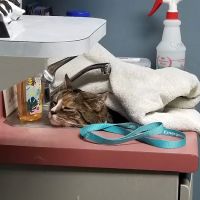 Columbia Animal Hospital ico