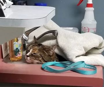 Columbia Animal Hospital