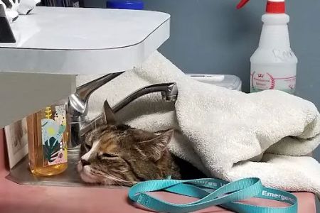 Columbia Animal Hospital