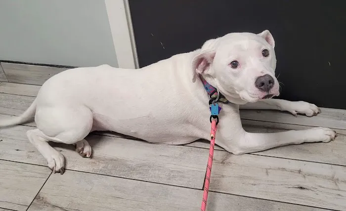 Columbia Animal Hospital 12