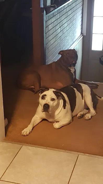 Hempfield Animal Hospital 12