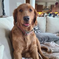 St Francis Animal Hospital ico