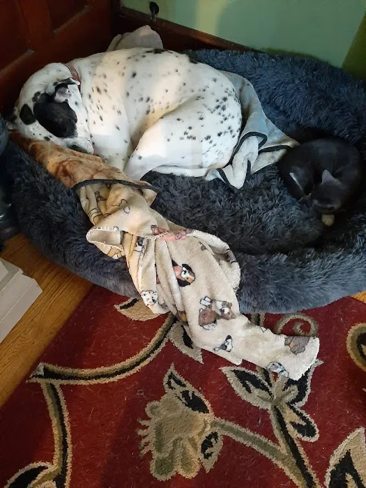 St Francis Animal Hospital 12