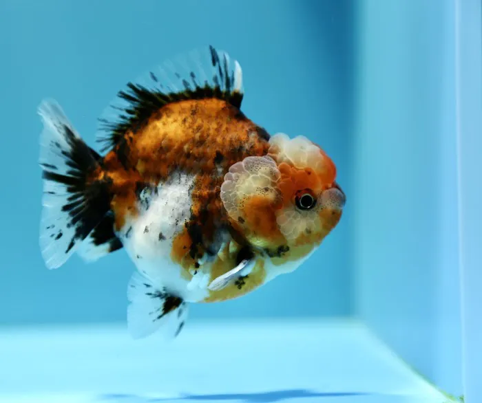 Jimmy Goldfish 1