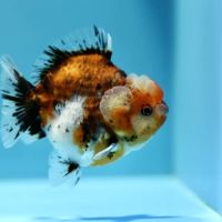 Jimmy Goldfish ico