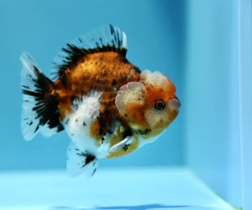 Jimmy Goldfish