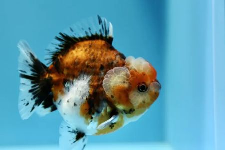 Jimmy Goldfish