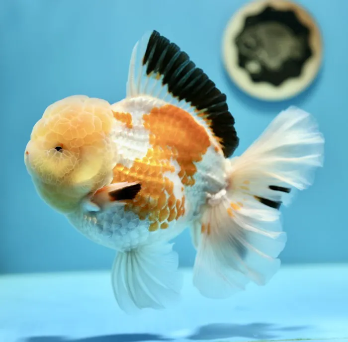 Jimmy Goldfish 4