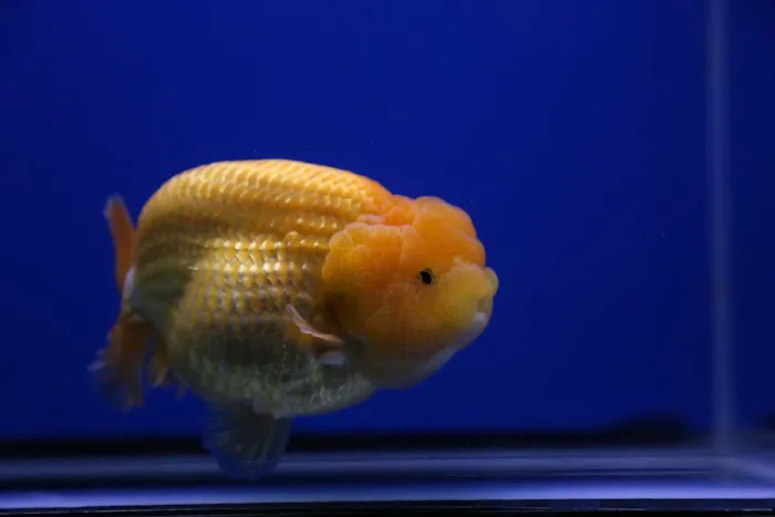 Jimmy Goldfish 2