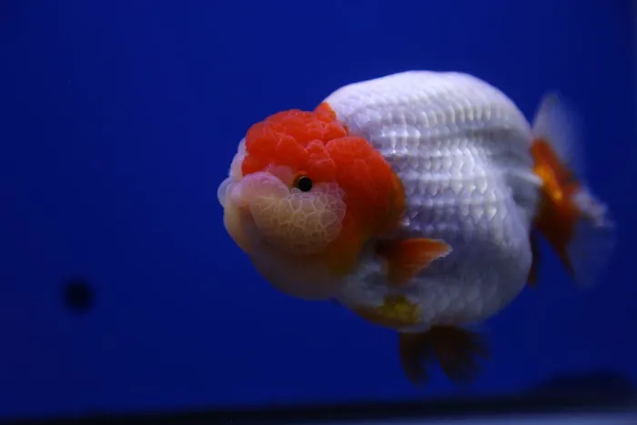 Jimmy Goldfish 5