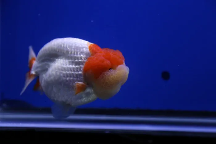 Jimmy Goldfish 9