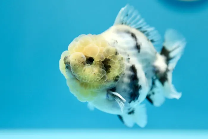 Jimmy Goldfish 7