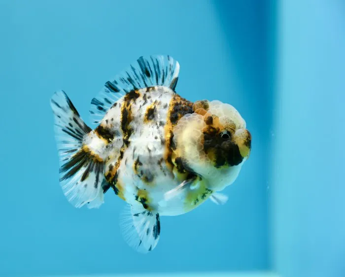 Jimmy Goldfish 8