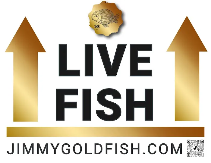 Jimmy Goldfish 10
