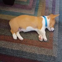 Healing Paws Animal Hospital ico