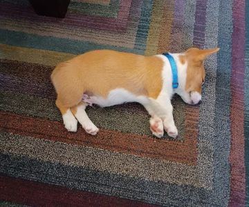 Healing Paws Animal Hospital