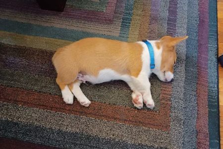Healing Paws Animal Hospital