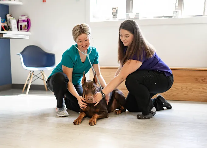 Healing Paws Animal Hospital 12