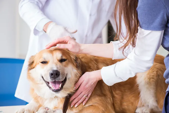 Healing Paws Animal Hospital 12