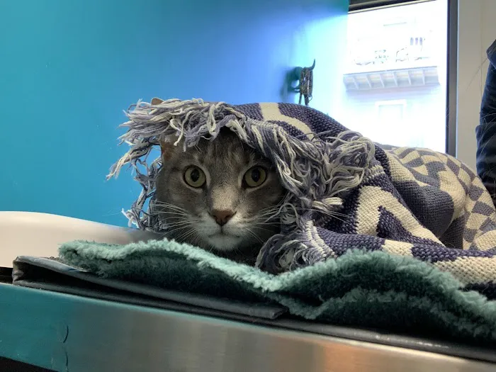Healing Paws Animal Hospital 12