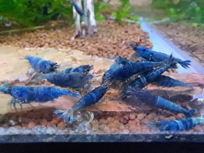 Shrimp Boutique 12