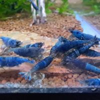 Shrimp Boutique ico