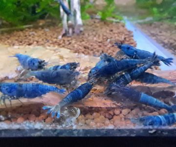 Shrimp Boutique