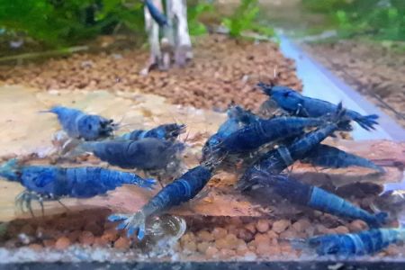 Shrimp Boutique